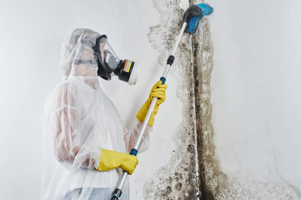 Best Mold Testing  in St Stephens, NC