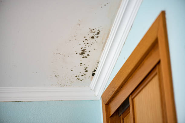 Best Fast Mold Removal  in St Stephens, NC