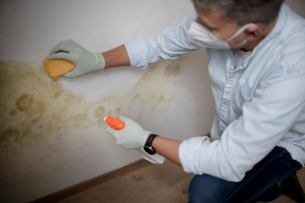 Mold Removal Process in St Stephens, NC