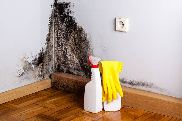 Best Mold Remediation  in St Stephens, NC
