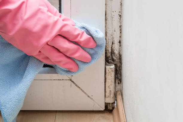 Best Professional Mold Removal  in St Stephens, NC