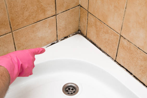Best Affordable Mold Removal  in St Stephens, NC